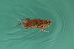 African common toad (Amietophrynus gutturalis) swimming.jpg