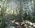 Newlands Forest, Cape Town