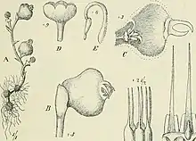 Illustrations of "Afrothismia pachyantha"