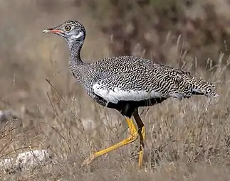 Immature male, less than 7 months old