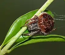 Agalenatea redii, Female