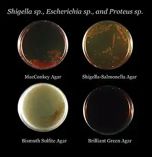 Agar plate