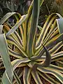 Agave americana 'Marginata'