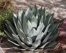 Agave palmeri