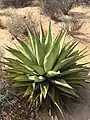 A plant with one rosette