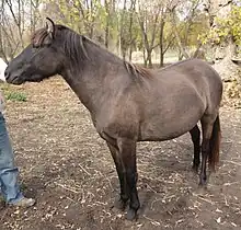 Dun-colored small horse, 3/4 front view