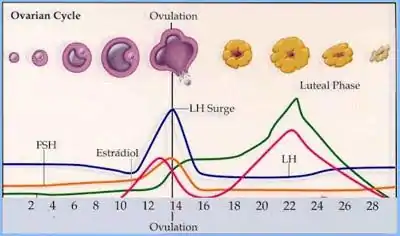 Ovulation