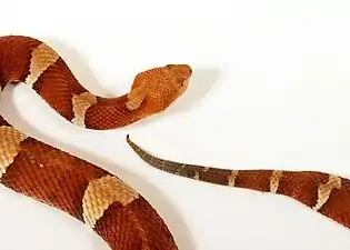 Closeup of a Broad-banded copperhead (Agkistrodon laticinctus)