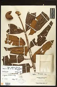 Herbarium specimen of "Aglaia grandis"