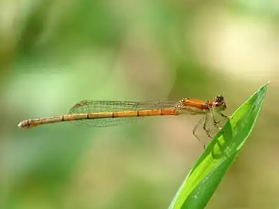 Agriocnemis pieris female (red form)
