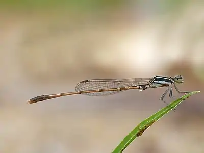 Agriocnemis splendidissima sub-adult male