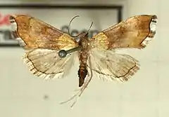 Mounted specimen