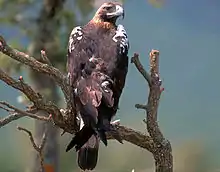 Brown colored eagle sitting on top of a branch.