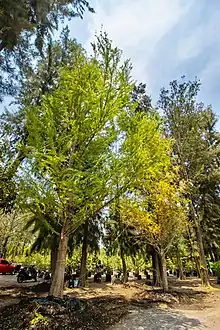 Two Montezuma trees in the middle of a forest.