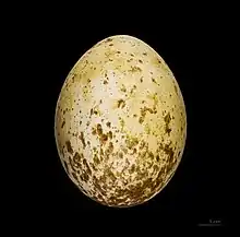 Egg of wedge-tailed eagle