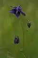 Thalictroideae:Aquilegia vulgaris