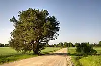 Pine tree on a country road in Akste