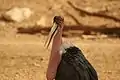 Marabou stork