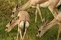 Gazelle with identification tag