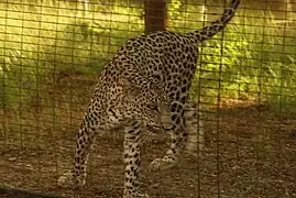 At the Al Ain Zoo in the Emirate of Abu Dhabi