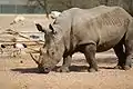 White rhinoceros