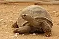 Aldabra giant tortoise