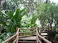 Wooden bridge in the Africa beds.