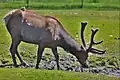 Elk (Cervus canadensis)