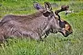 Alaska moose (Alces alces gigas)