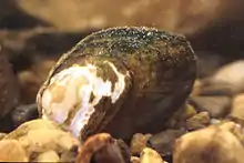 Slippershell mussel,Alasmidonta viridis