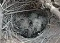 Raso lark chicks