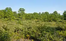 An area of plants and shrubs growing to well below eye level in the foreground, with taller pine trees in the background