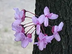 Cercis siliquastrum