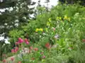 Albion Basin Wildflowers (July 2004)