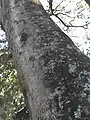 Trunk of Albizia adianthifolia