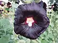 Black hollyhock (Alcea rosa nigra)