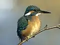 Common kingfisherAlcedo atthis