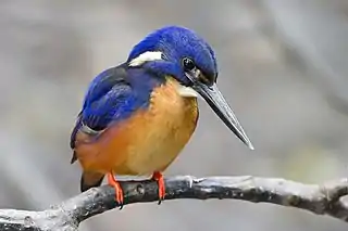 Image 7Azure KingfisherPhoto: JJ HarrisonThe Azure Kingfisher (Alcedo azurea) is a small kingfisher found in Australia, Papua New Guinea, and parts of Indonesia. First described in 1802, seven subspecies are known.More selected pictures