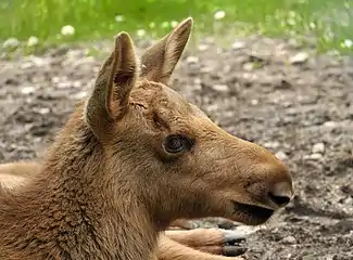 Moose calf