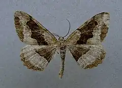 Male Alcis repandata f. conversaria