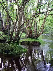 Alder trees in the Beailieu River, north of Fawley Ford