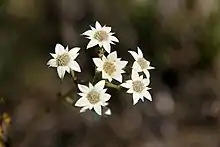 Flowerheads from above of the umbellifer species "Alepidea masaica", photographed along the Chogoria route, Mount Kenya, at approximately 3000 m altitude