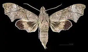 Female dorsal view