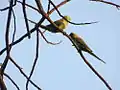 Alexandrine parakeets