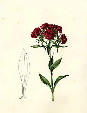 Dianthus barbatus