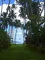 Alley of coconut trees