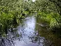 Allen Creek (outflow of Scott Lake)