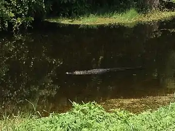 Alligators can be spotted occasionally in the canal