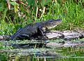 An alligator on the St. Johns River