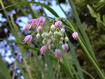 Flowers in bloom